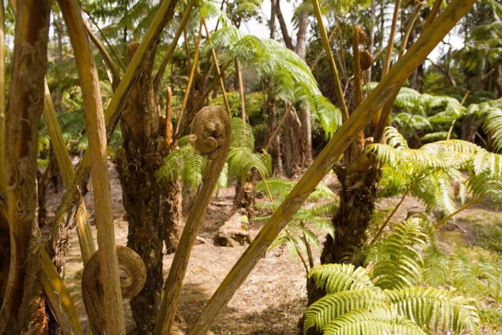 Hau'Oli Place Tiki Cottage In Volcano Exterior photo